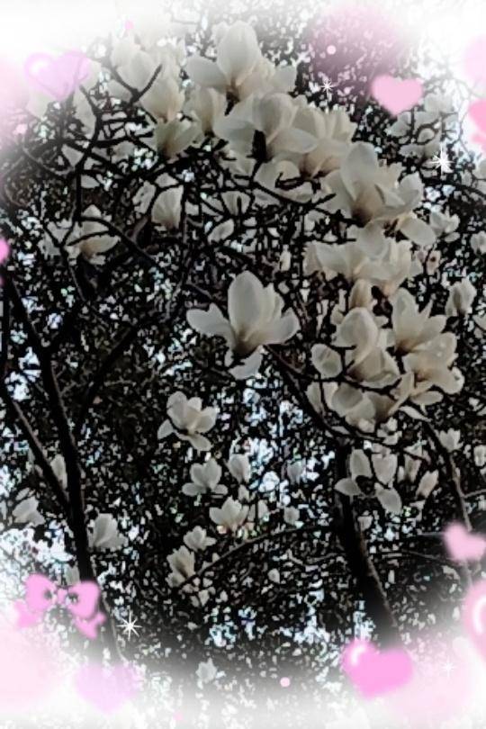 いつの間に開花?