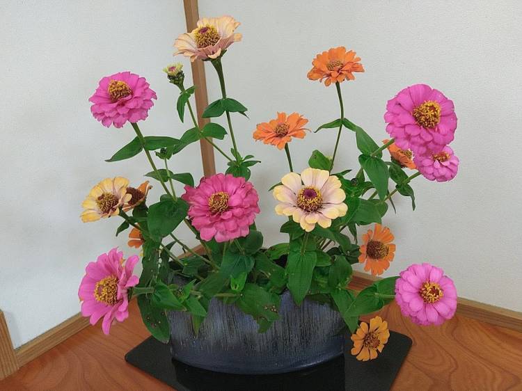 葉月莉菜（五十路マダム）