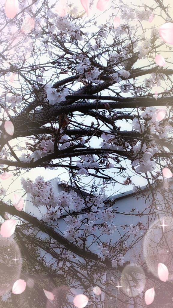 さくらピクニック