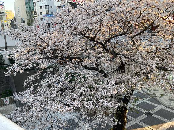 明日から行くよーっ