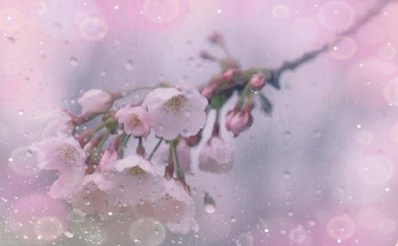 どちらも叶わなくて…