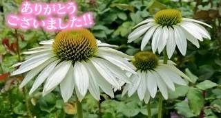 2in1の仲良し様