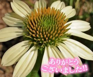 仲良し〇〇き様