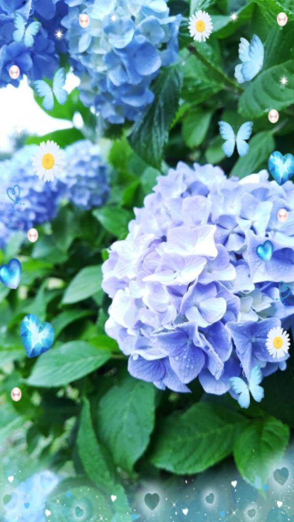 紫陽花のある季節
