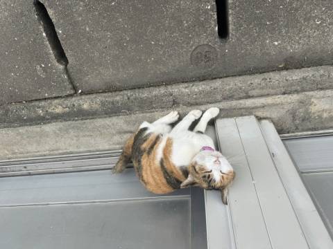 お礼日記です?(*´?`*)??
