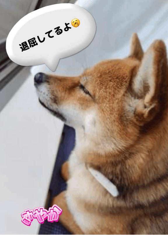 さやか☆竹
