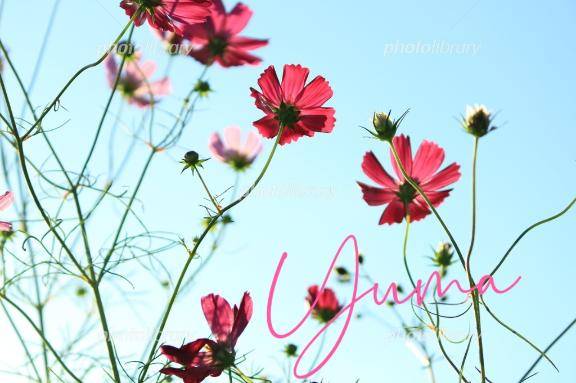 ゆま《聖なる美乳女神》