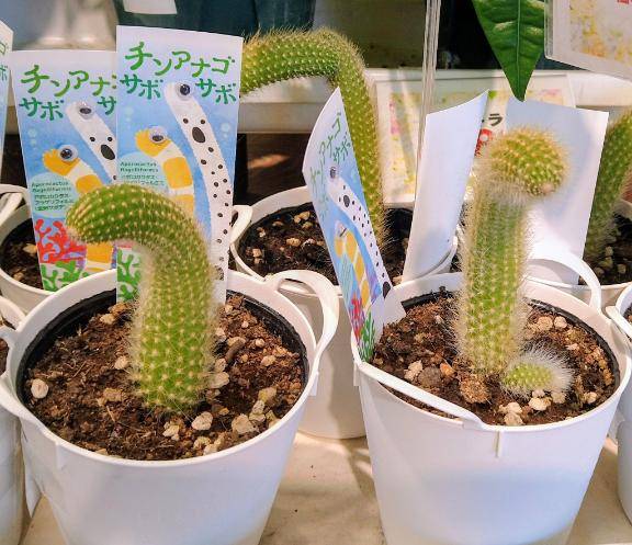 かずき《大きな瞳が魅力♡》