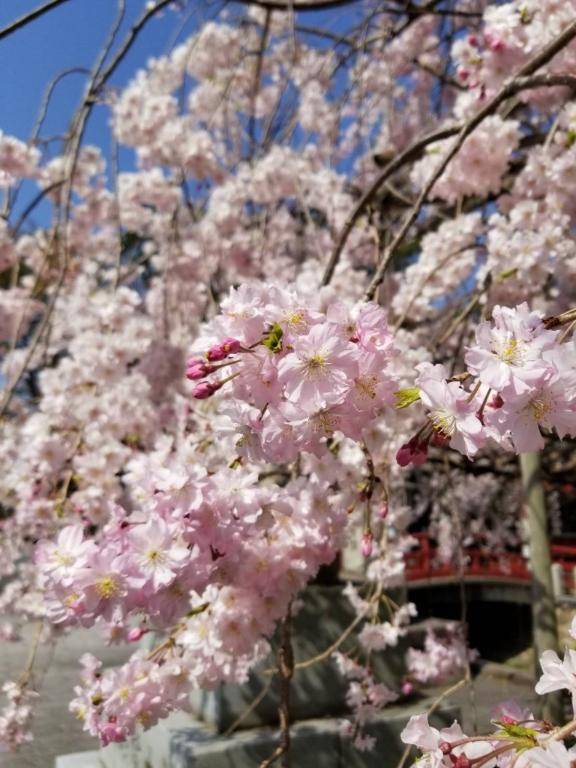 みりか《秘伝のおっぱい》