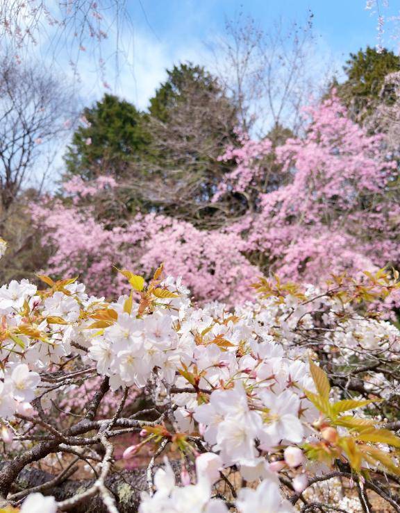 ふみの☆新人☆