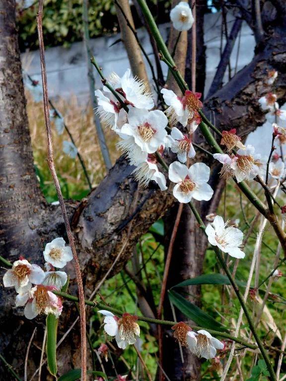 春のはじまり？？