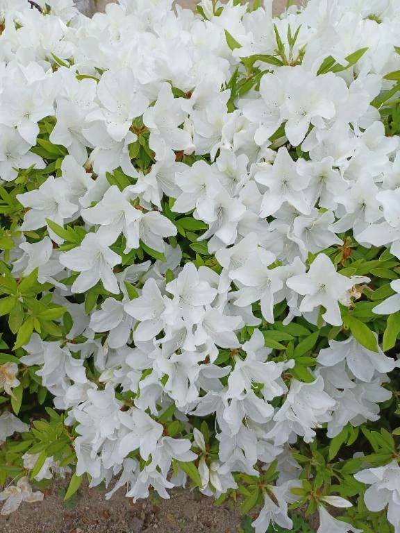 お早うございます