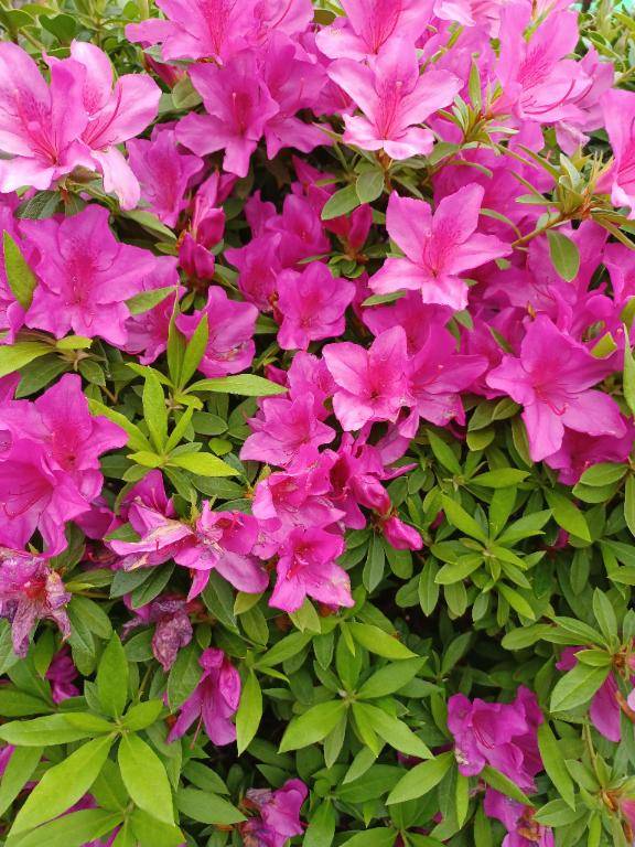 お早うございます