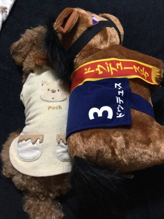 もし1回だけなら…?🐶🤍