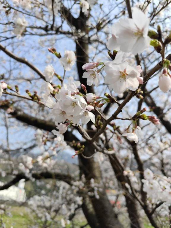 アソコにも春がきます🌸🩷
