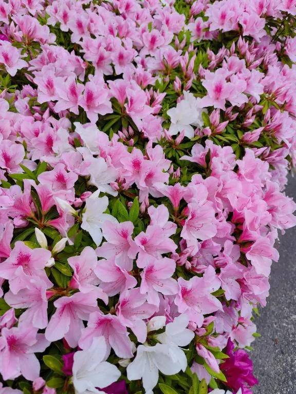 次は◯◯◯が😍❣️