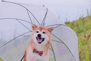 雨にも負けず