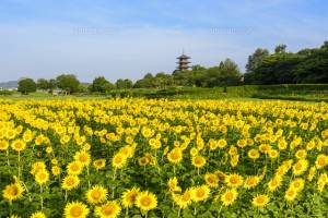 ９月になって４回目の土曜日