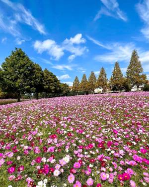 予想最高気温は２８℃