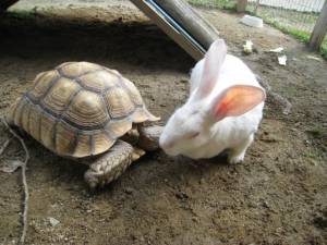 さゆり　　指名料無料中