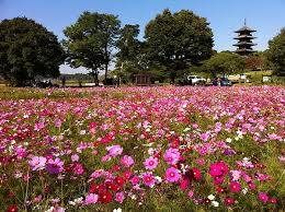 爽やかな秋晴れのお天気