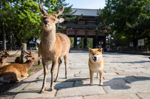 ありがとうございました