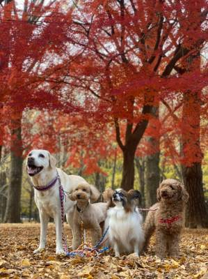 １１月１日は犬の日