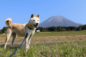 お疲れ様でした