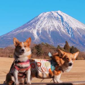 さゆり　　指名料無料中