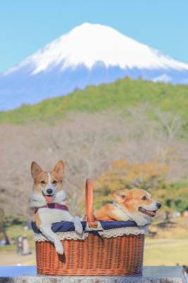 さゆり　　指名料無料中