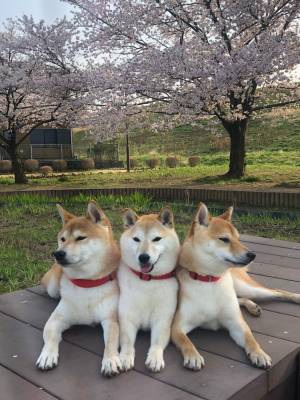 さゆり　　指名料無料中