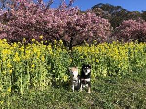 さゆり　　指名料無料中