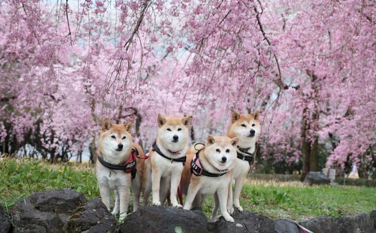 ありがとうございました