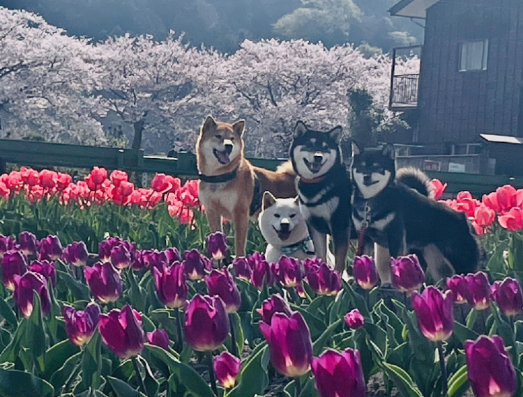 ありがとうございました