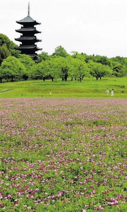 予想最高気温は２７℃