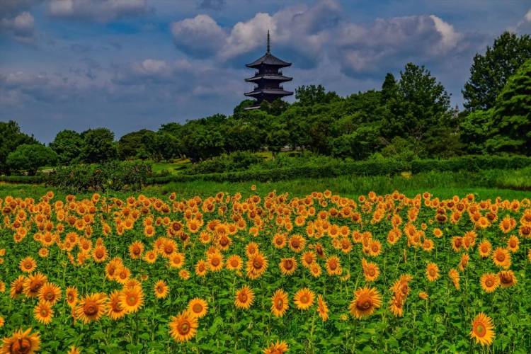 ７月になって２回目の水曜日