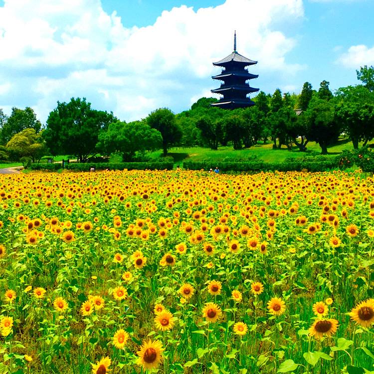 予想最高気温は昨日と同じ３０℃