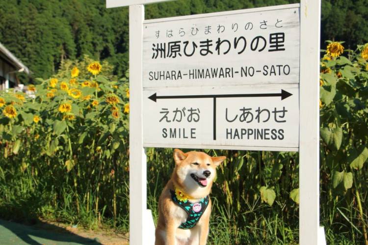 予想最高気温は３７℃