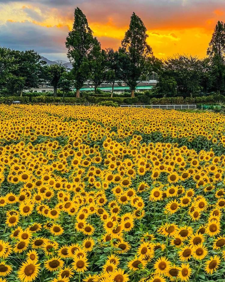 ８月最後の木曜日