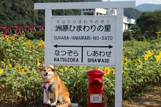 出勤の予定でしたが、お休みさせていただきます。