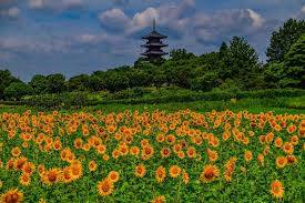 ９月になって２回目の日曜日