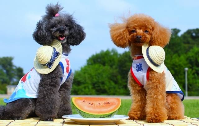 予想最高気温は３５℃