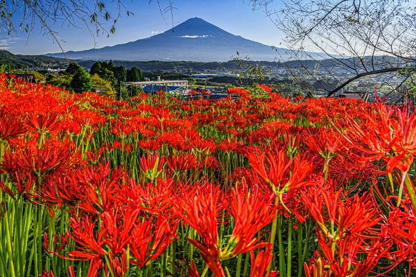 出勤の予定でしたが明日までお休みさせていただきます。