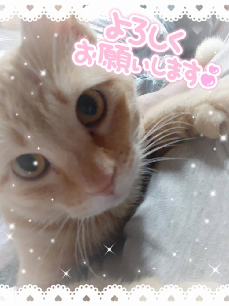 可愛いうちのねこちゃん😸😸