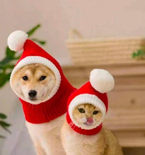 可愛いです🎅🐶🐱