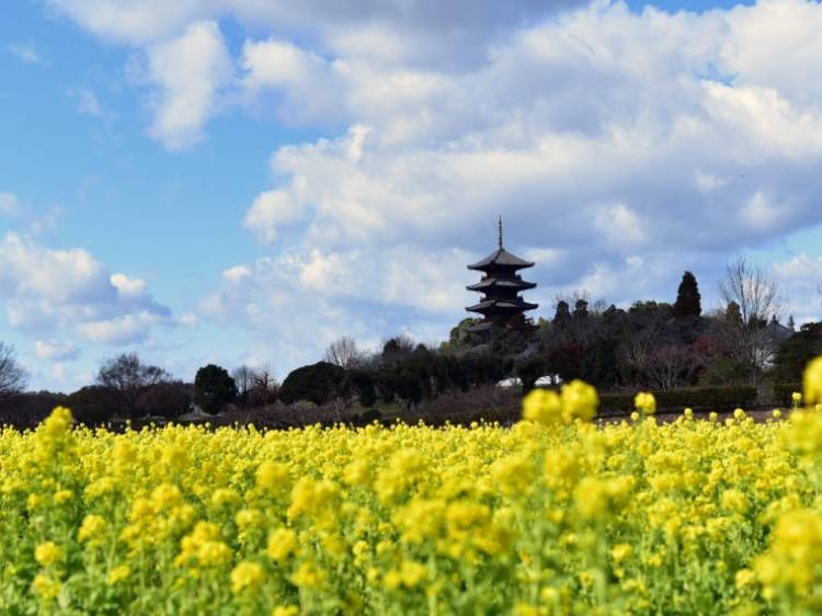 予想最高気温は１５℃