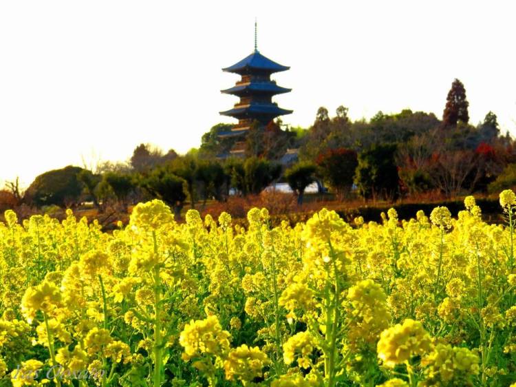 ３月になって初めての火曜日