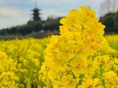 予想最高気温は昨日と同じ１０℃