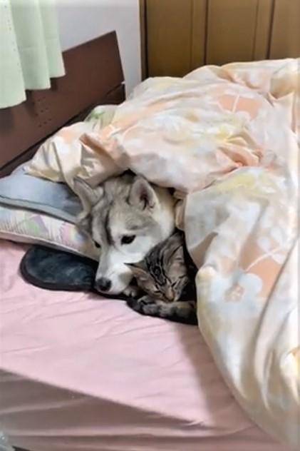 おやすみなさい
