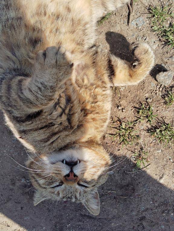 野良猫ちゃん(=^・・^=)